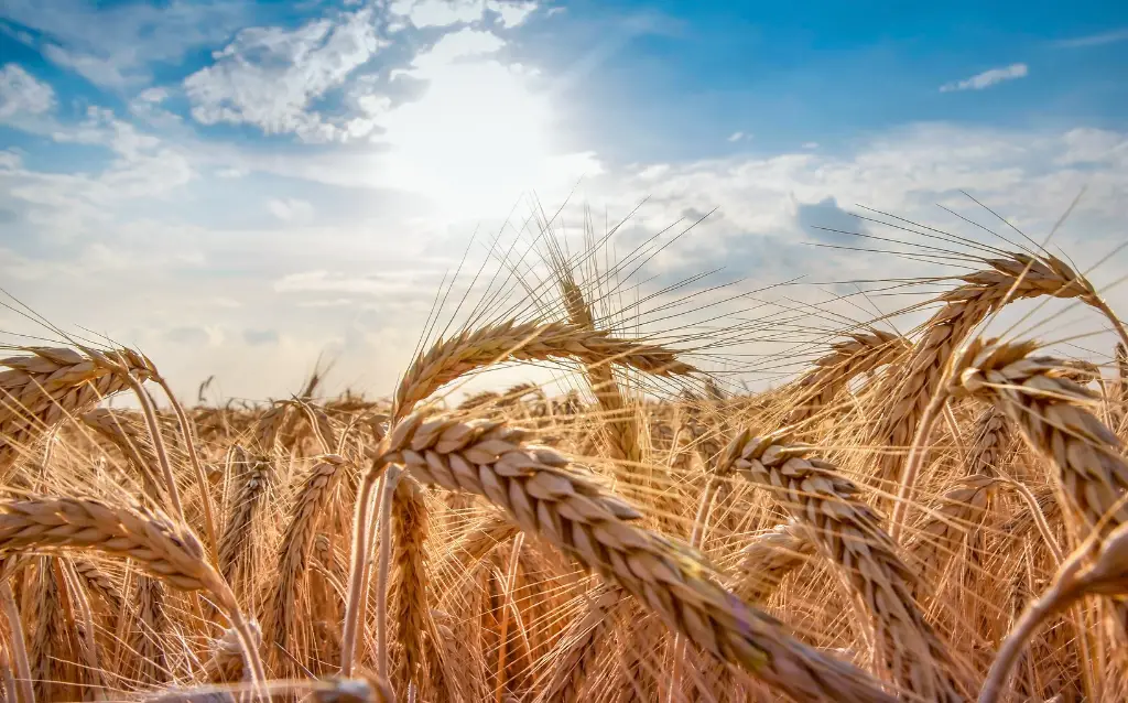 Is wheat crop both renewable and nonrenewable?